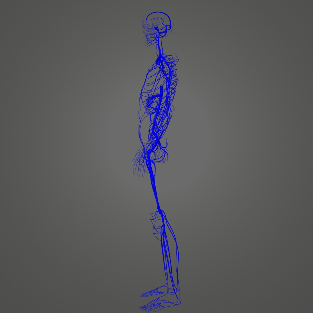 Body veins 3D model - TurboSquid 1216991