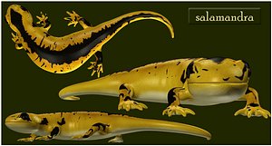 salamandra salamanders 3d obj