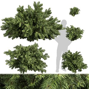 Collection plant vol 558 - Abies - Balsamea - bush - outdoor 3D