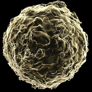 Polio Virus