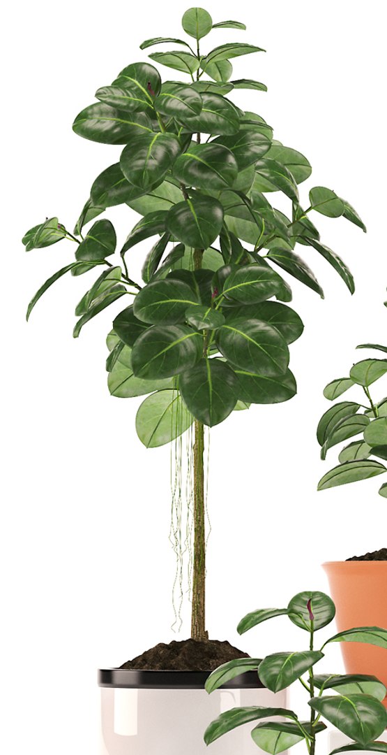 fbx rubber plants https://p.turbosquid.com/ts-thumb/0x/10cumR/AWdwQRao/p482/jpg/1464814964/1920x1080/fit_q87/bf4e9b428d6544bbe4c6da574322ed500e5dfd1c/p482.jpg