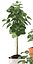 plant rubber plant