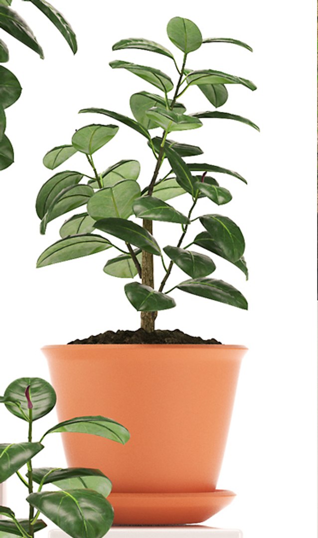 fbx rubber plants https://p.turbosquid.com/ts-thumb/0x/10cumR/TrzhVC1h/p483/jpg/1464814964/1920x1080/fit_q87/d28fd95dfd24558b34d292bd644bc16f84bf680b/p483.jpg