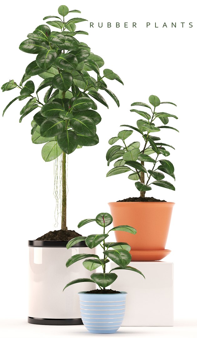 fbx rubber plants https://p.turbosquid.com/ts-thumb/0x/10cumR/ajyR5OiU/rp/jpg/1464814563/1920x1080/fit_q87/222c466b7a3fe836c6ed56d1224ae14e2bcc857b/rp.jpg