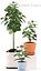 plant rubber plant