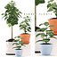 plant rubber plant