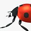 Ladybug