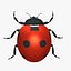 Ladybug