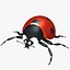Ladybug