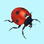 Ladybug