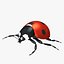Ladybug