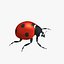 Ladybug