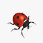 Ladybug