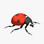 Ladybug