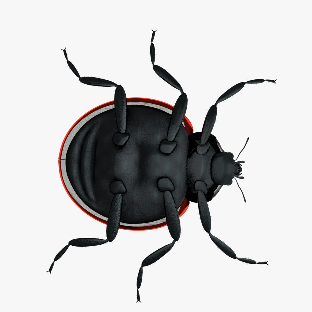 ladybug 3D model https://p.turbosquid.com/ts-thumb/0x/4fW8ZA/vqu8zUjK/0012/png/1512509866/1920x1080/fit_q87/470a5bcd650f084c5d5c7e7f855521c2296348bc/0012.jpg