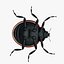 Ladybug