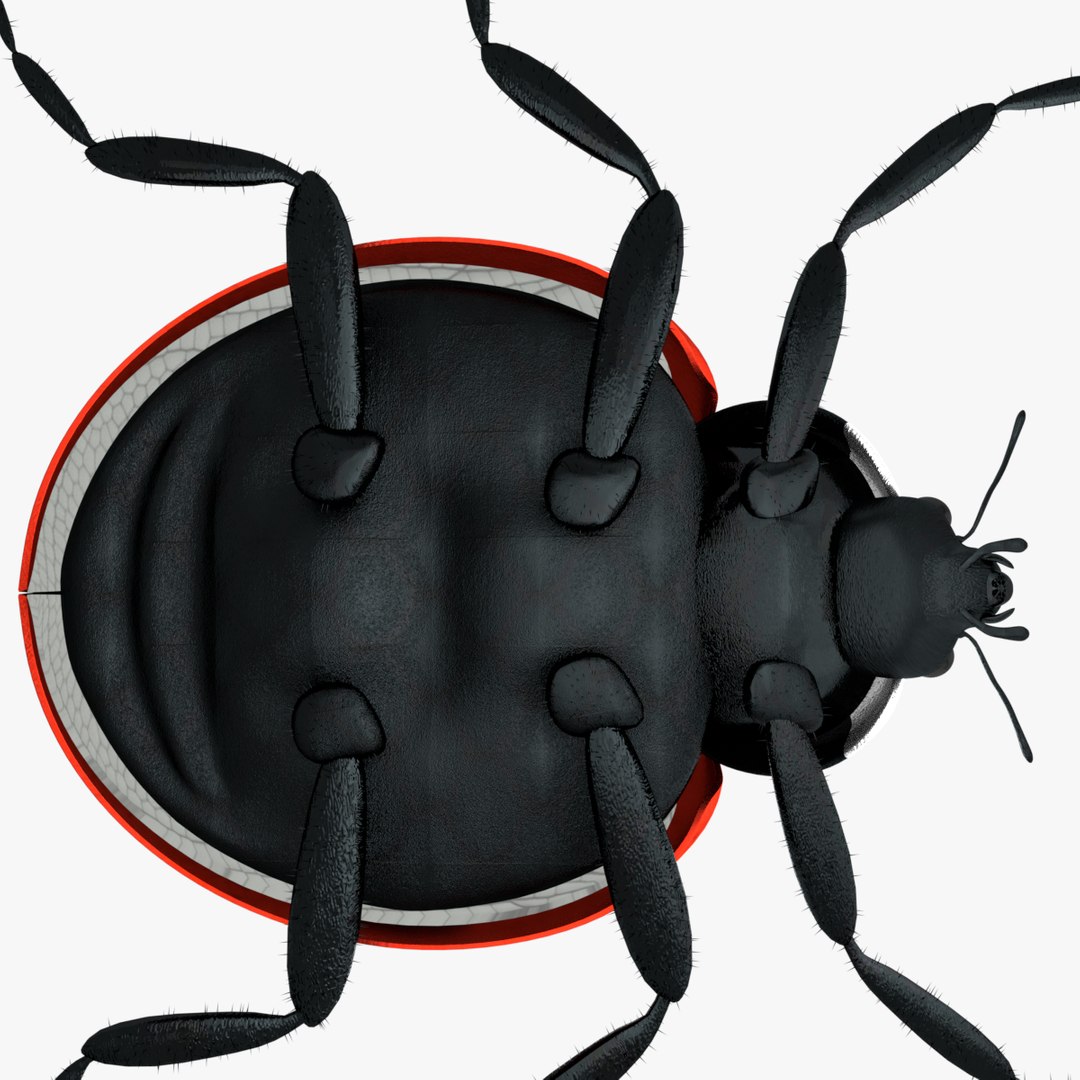 ladybug 3D model https://p.turbosquid.com/ts-thumb/0x/4fW8ZA/y07G7EYJ/0013/png/1512509866/1920x1080/fit_q87/1b069b3119e31713dc70c52432828e9ed1ad6769/0013.jpg