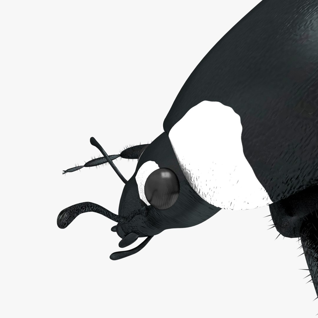 ladybug 3D model https://p.turbosquid.com/ts-thumb/0x/4fW8ZA/zr1SeJhv/0006/png/1512509866/1920x1080/fit_q87/f42ef6547a4976dd1230ff5711941ac15aeb2be9/0006.jpg