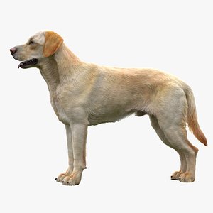3D Labrador Retriever model