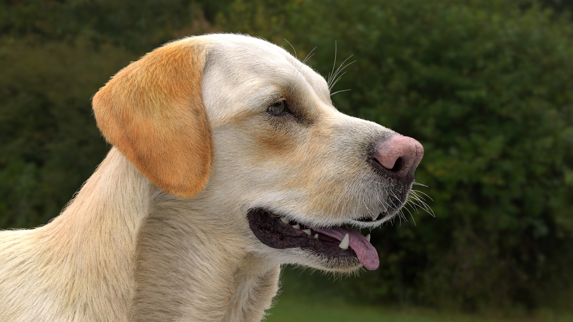 3D Labrador Retriever Model - TurboSquid 2257105