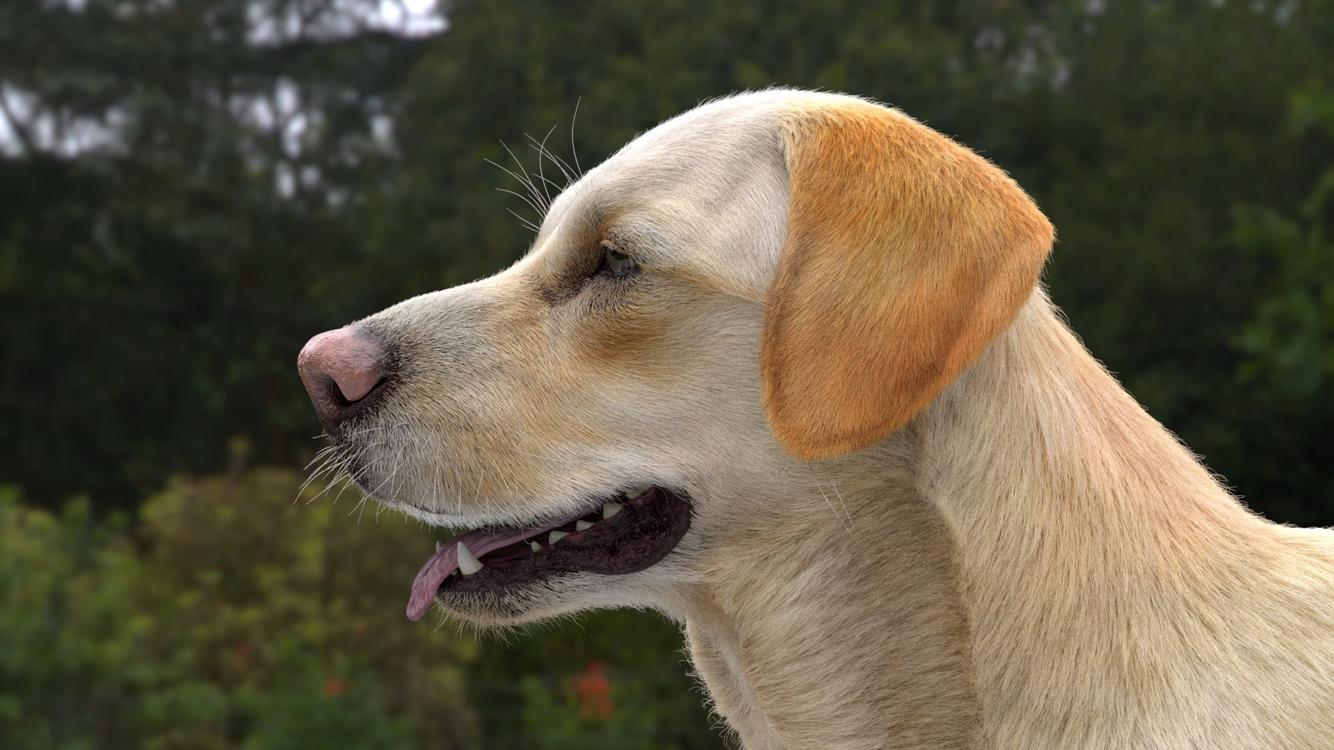 3D Labrador Retriever Model - TurboSquid 2257105