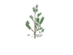 tree pack 6