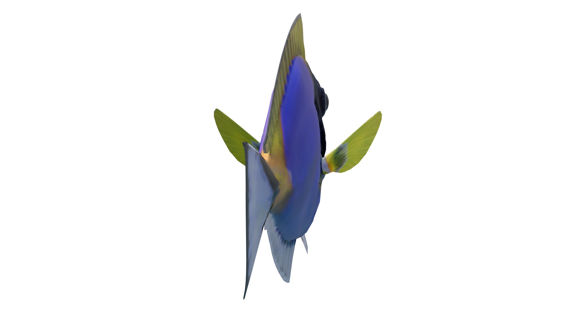 3D Model Blue Tang Fish 3D Model - TurboSquid 2313525