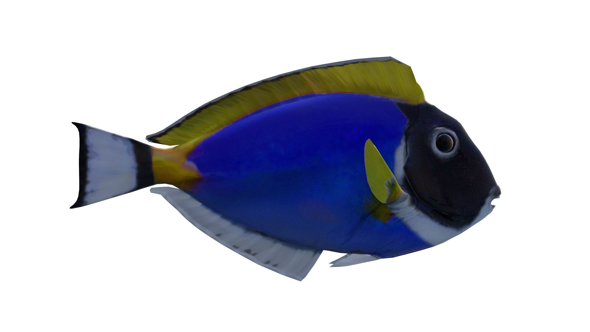 3D Model Blue Tang Fish 3D Model - TurboSquid 2313525