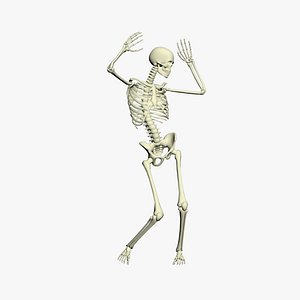 Bundle 25 x Super realistic rigged skeleton 3D mode
