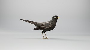 3D Blackbird Models | TurboSquid