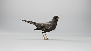 BLACK BIRD RIGGED