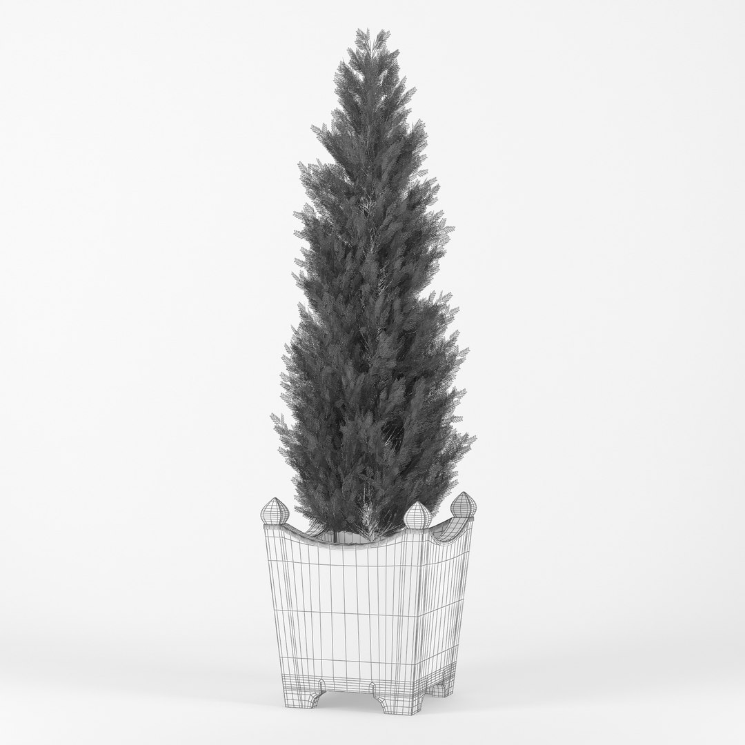 Thuja 3D Model - TurboSquid 1165694