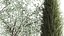 Trees And Bushes For The Garden Spruce Thuja 1188
