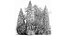 Trees And Bushes For The Garden Spruce Thuja 1188