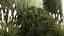 Trees And Bushes For The Garden Spruce Thuja 1188