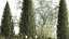 Trees And Bushes For The Garden Spruce Thuja 1188