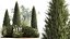 Trees And Bushes For The Garden Spruce Thuja 1188