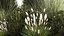 Trees And Bushes For The Garden Spruce Thuja 1188