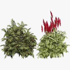 Melianthus Major  Minor 3D Plant Pack 3D model