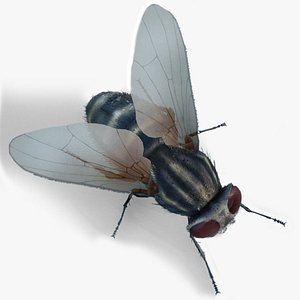 HouseFly ANIMATED UNREAL project