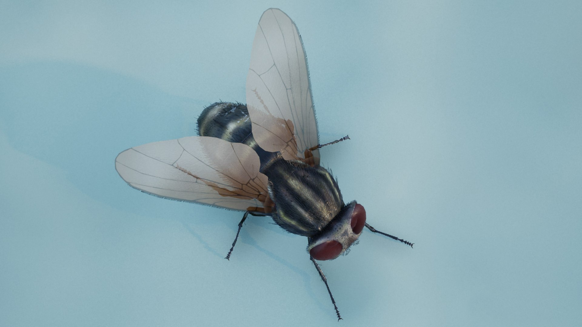 3D Model HouseFly ANIMATED UNREAL Project - TurboSquid 2293155