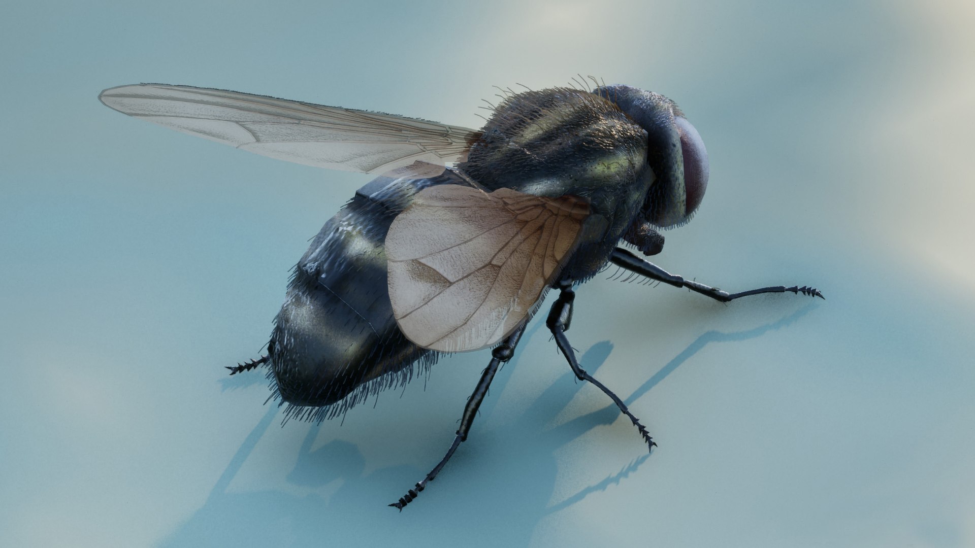 3D Model HouseFly ANIMATED UNREAL Project - TurboSquid 2293155