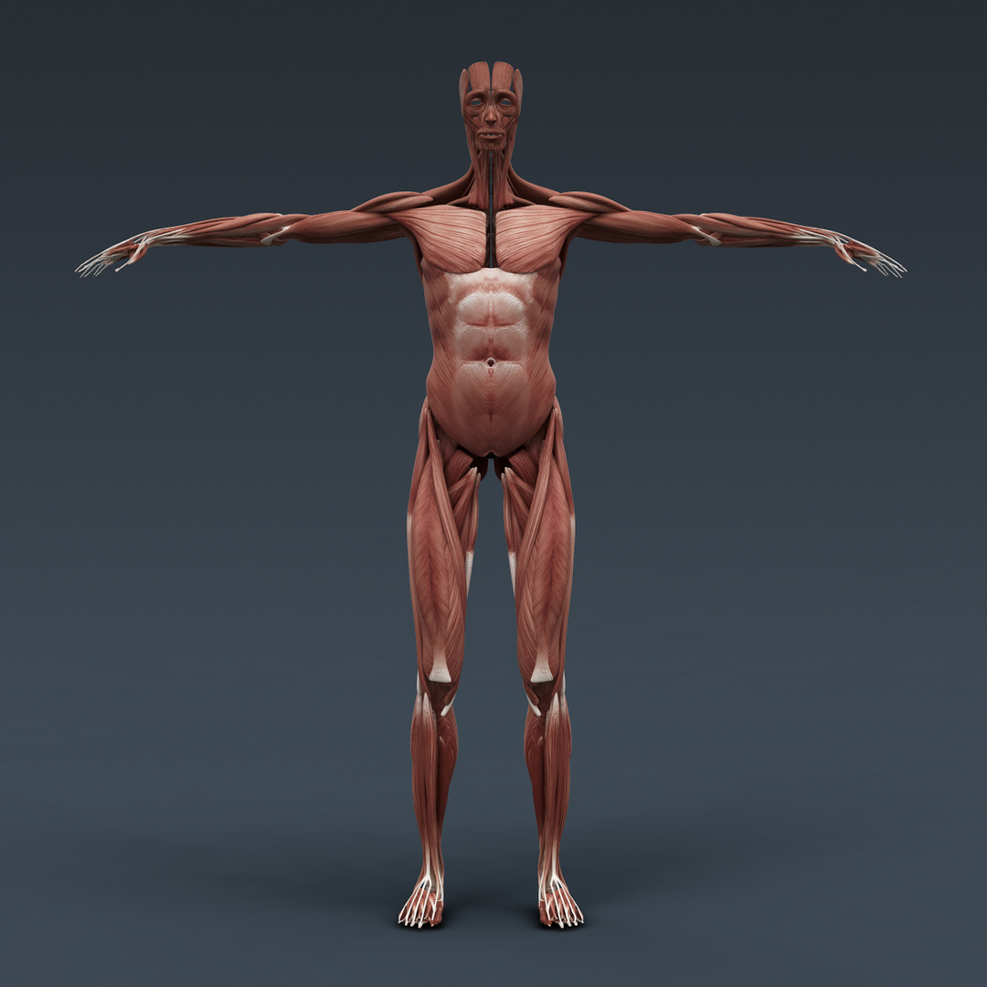 Rigged Human Male Body Ma