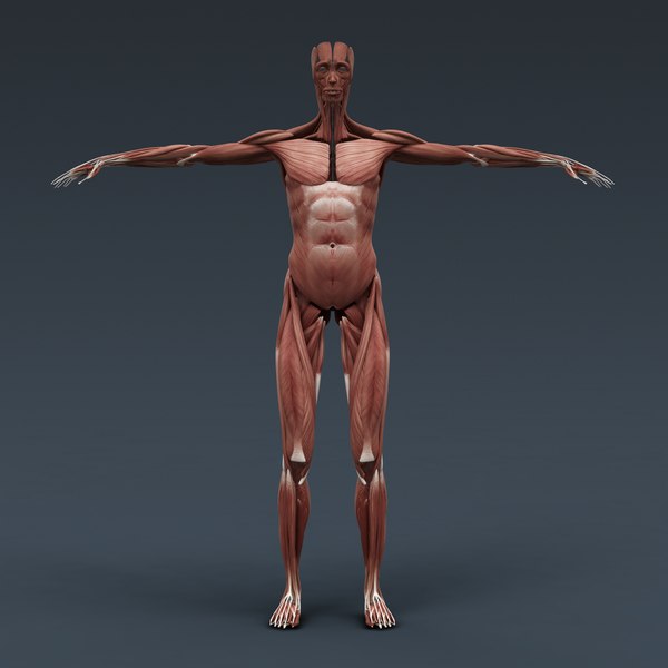 rigged human male body ma