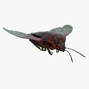 3D Graphosoma italicum RIGGED Graphosoma lineatum