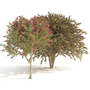 3D callistemon plants