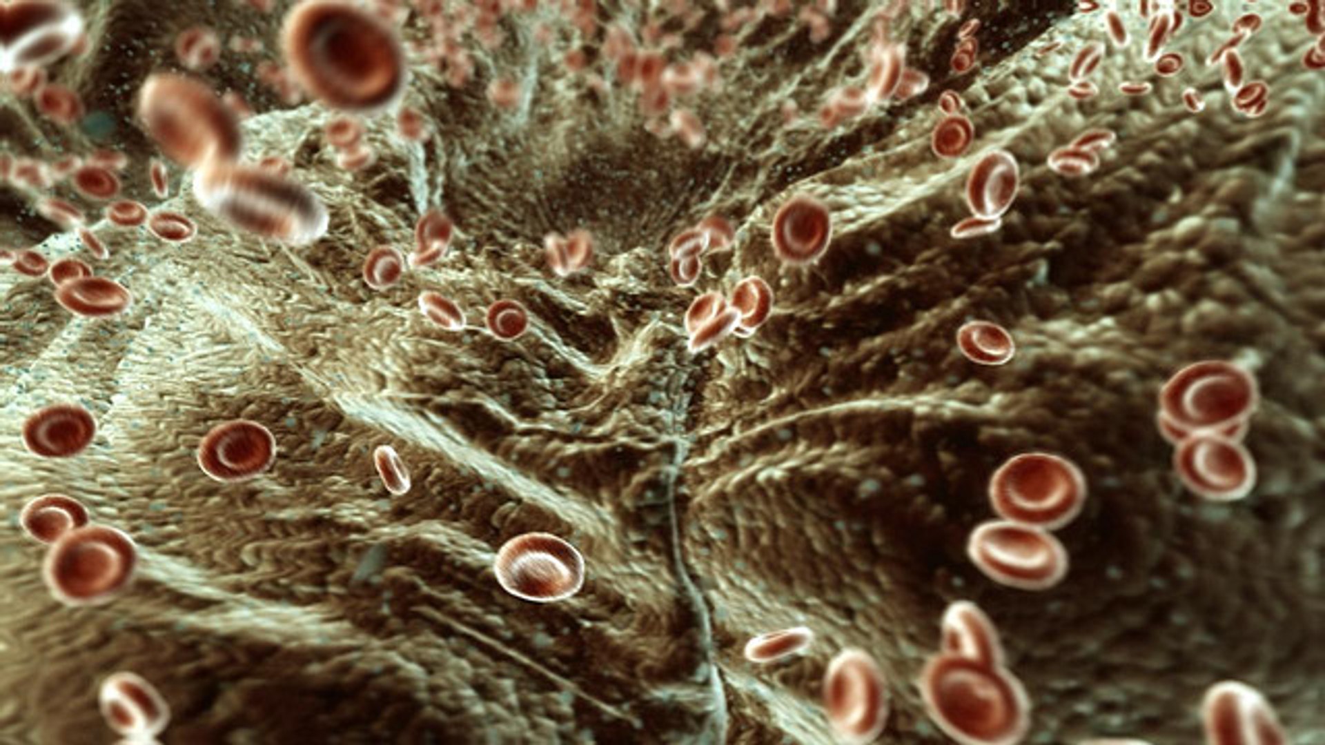 Red Blood Cells Animation 3d Model