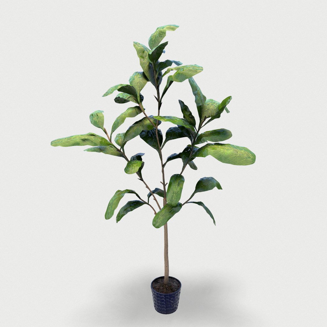 plant 3D https://p.turbosquid.com/ts-thumb/0y/218oWK/4KB393My/screenshot003/png/1589847812/1920x1080/fit_q87/74c17110aadc48b9f634d1b1448df163f4f0b193/screenshot003.jpg