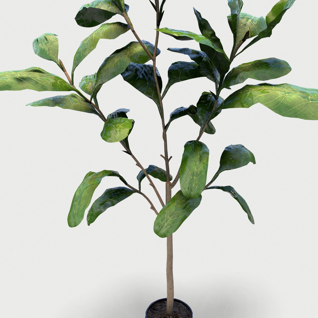 plant 3D https://p.turbosquid.com/ts-thumb/0y/218oWK/RVVr7Fgu/screenshot005/png/1589847812/1920x1080/fit_q87/98d91bc58c21209b99c00375082f7748eda45854/screenshot005.jpg