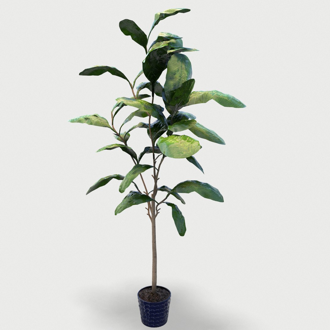 plant 3D https://p.turbosquid.com/ts-thumb/0y/218oWK/hqQ7z50Y/screenshot001/png/1589847812/1920x1080/fit_q87/5a3eefa751f57eeb33cfe9d886182f99959e3150/screenshot001.jpg